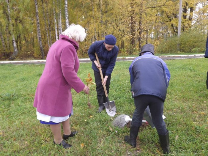 Посадка саженцев каштана