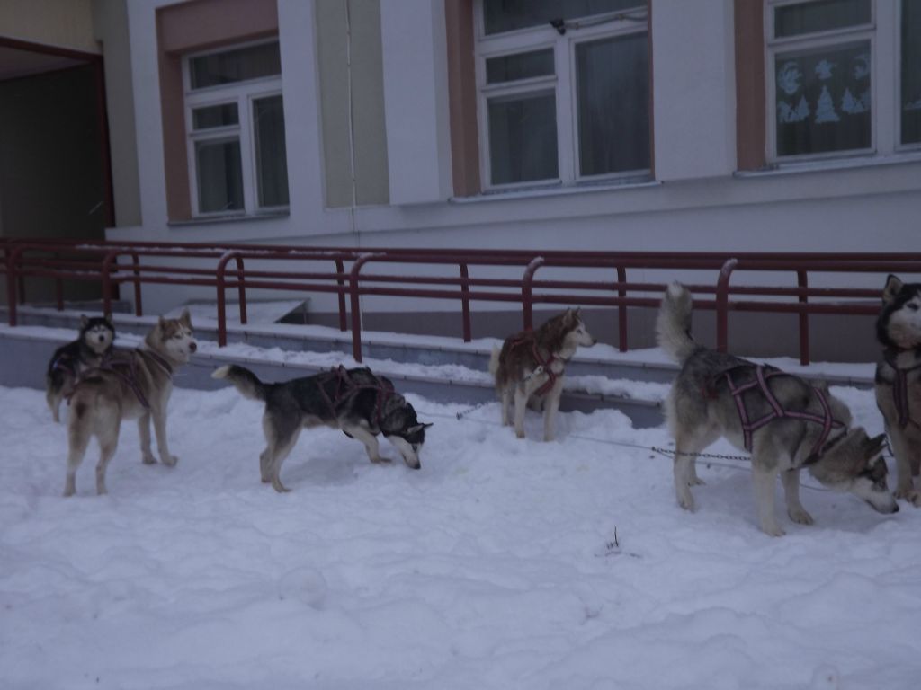 Клуб кинологов