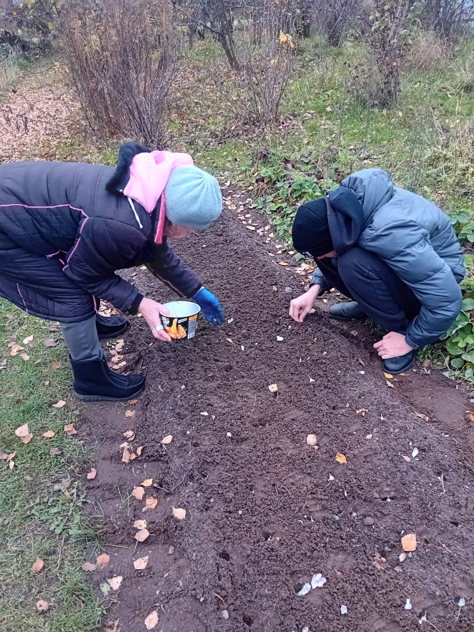 Чеснок посажен!