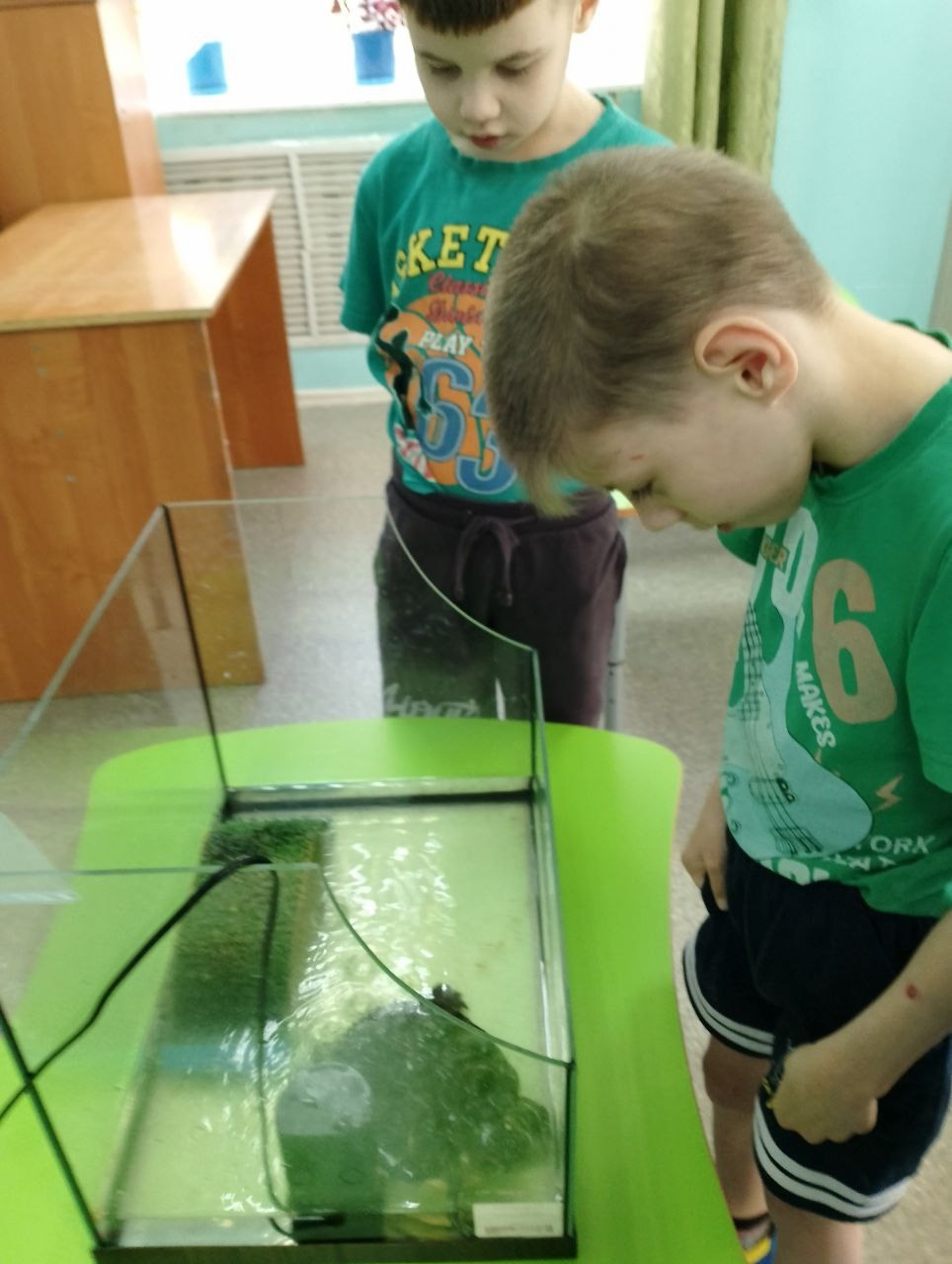 Внимание, черепахи!