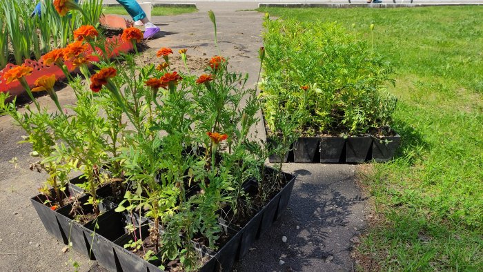 Высадка цветов