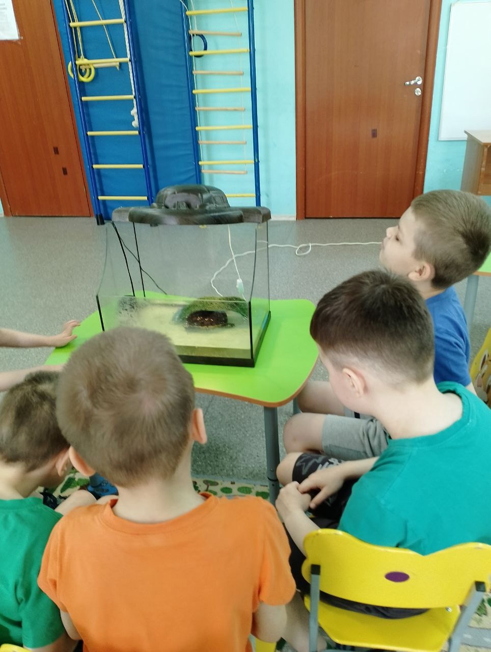 Внимание, черепахи!