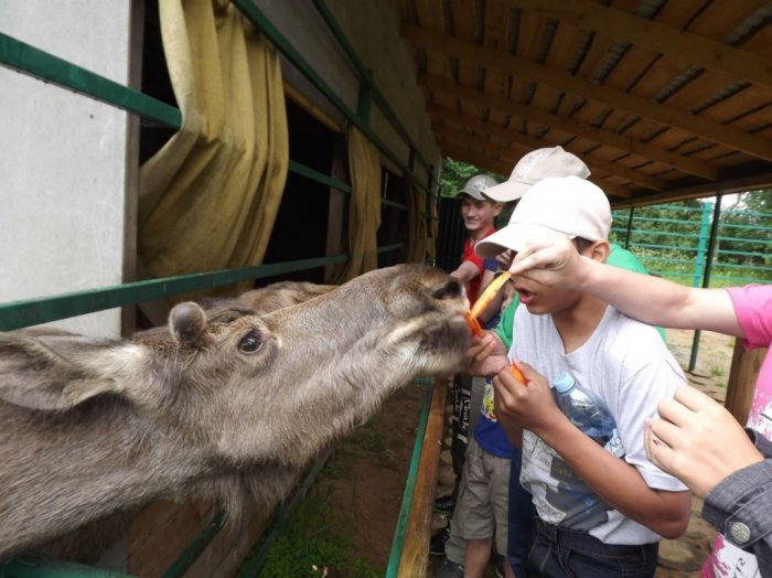 Поездка на Сумароковскую лосиную ферму