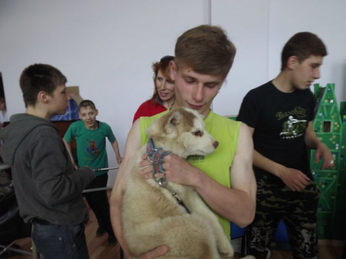 О сибирских хаски и ездовом спорте