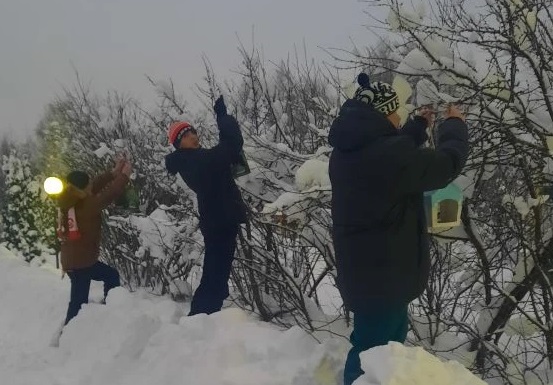 Птичья столовая