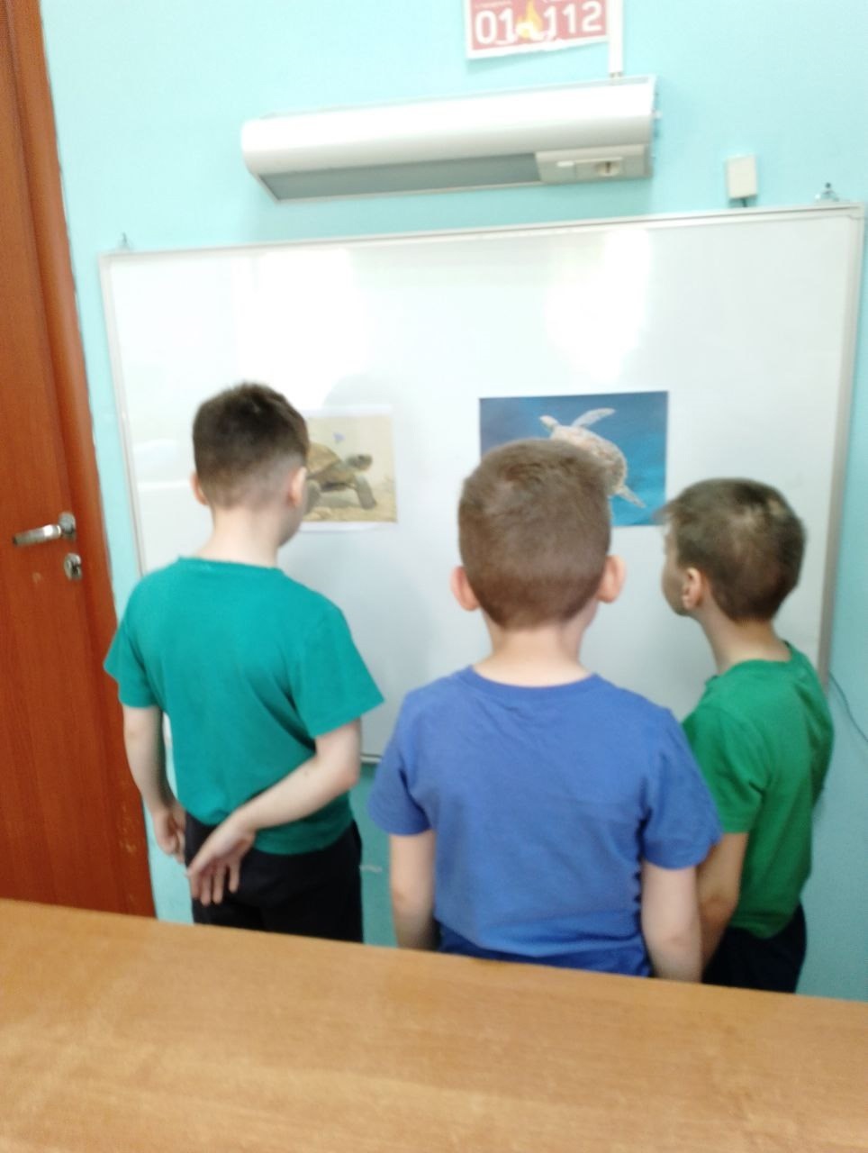 Внимание, черепахи!