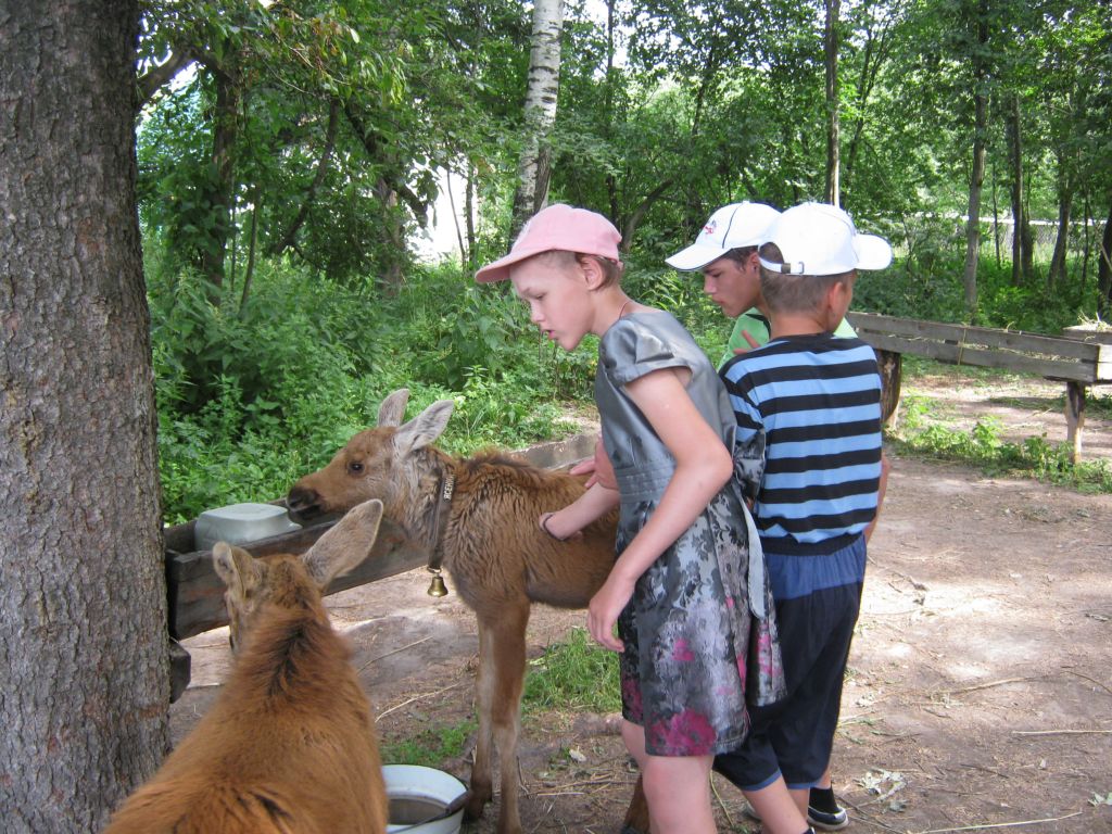 Лосеферма