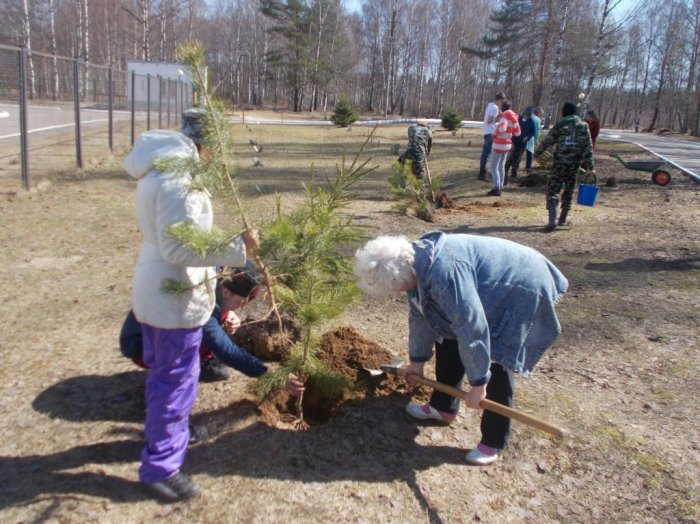 Посадка деревьев