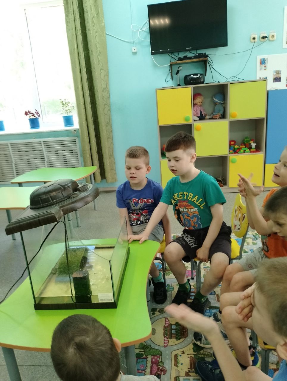 Внимание, черепахи!