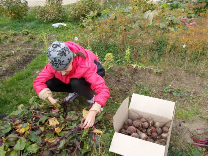 Продолжаются огородные работы