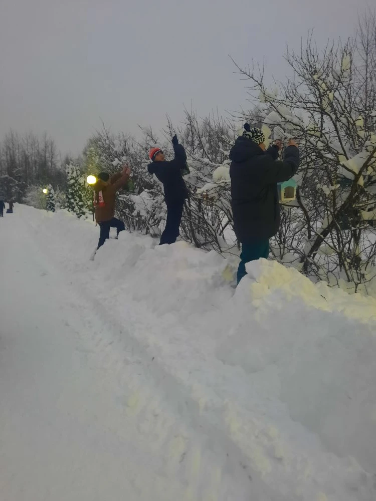 Птичья столовая