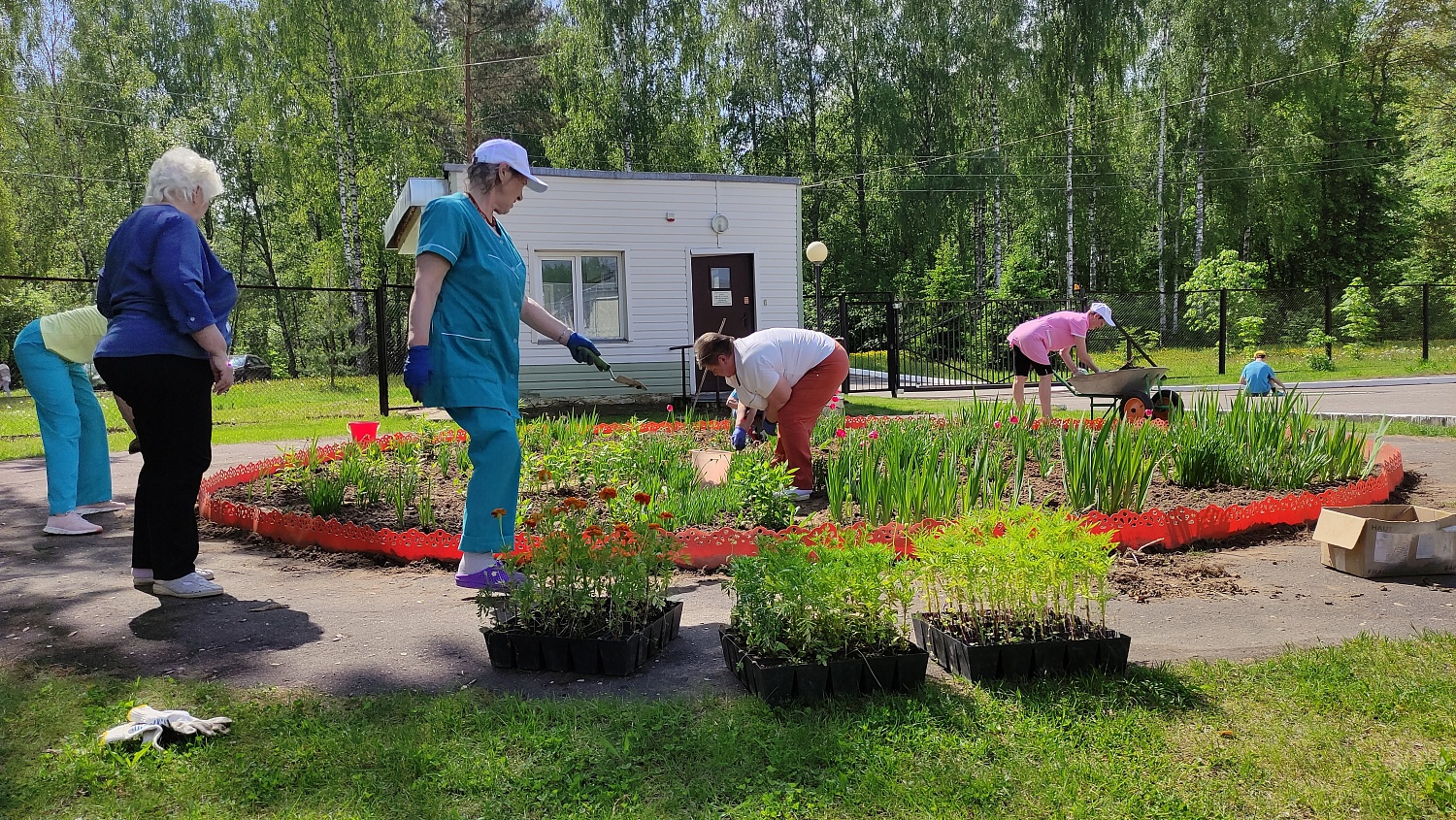 Высадка цветов