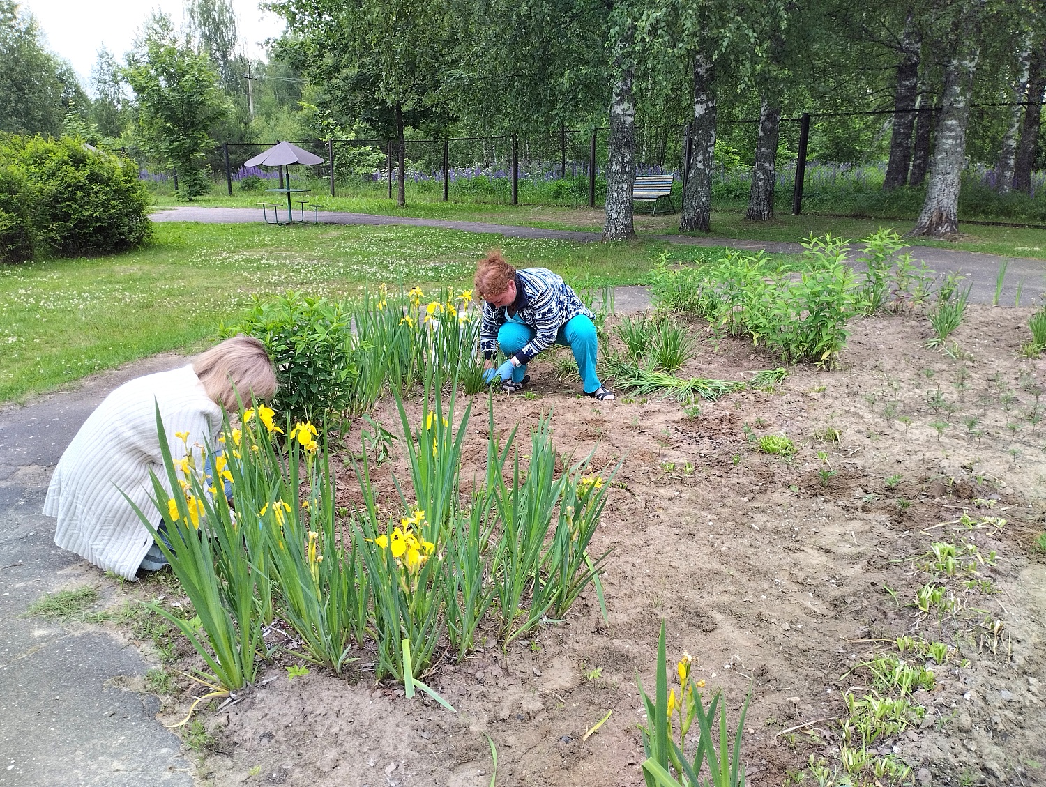 Высаживание рассады 