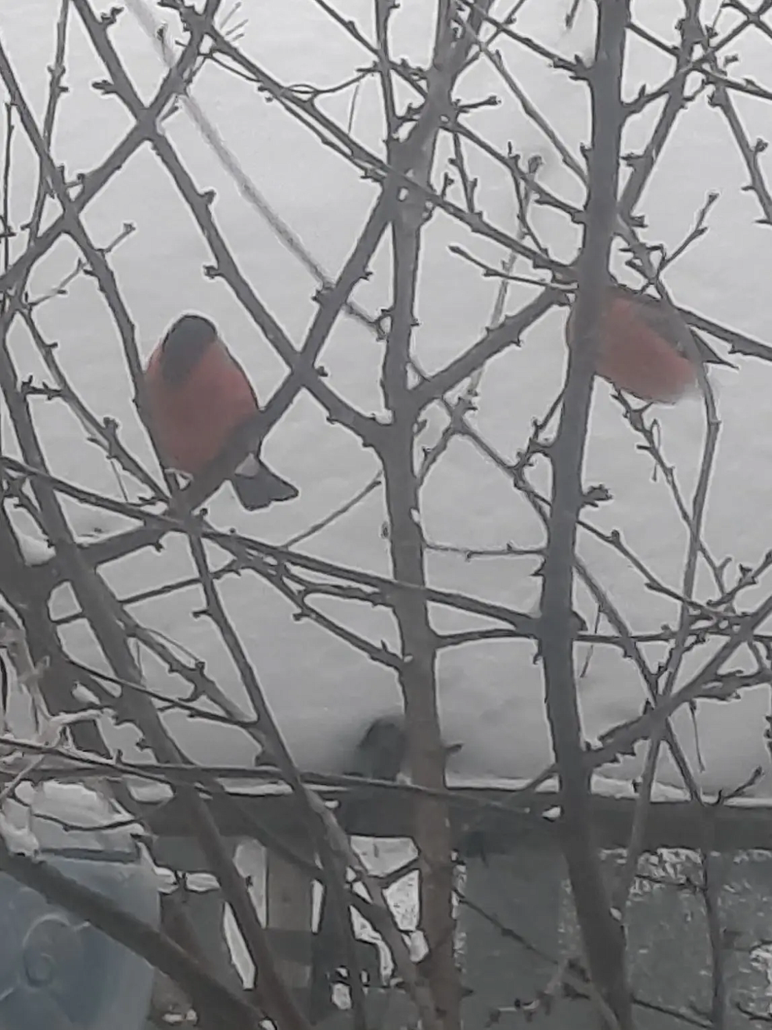 Птичья столовая