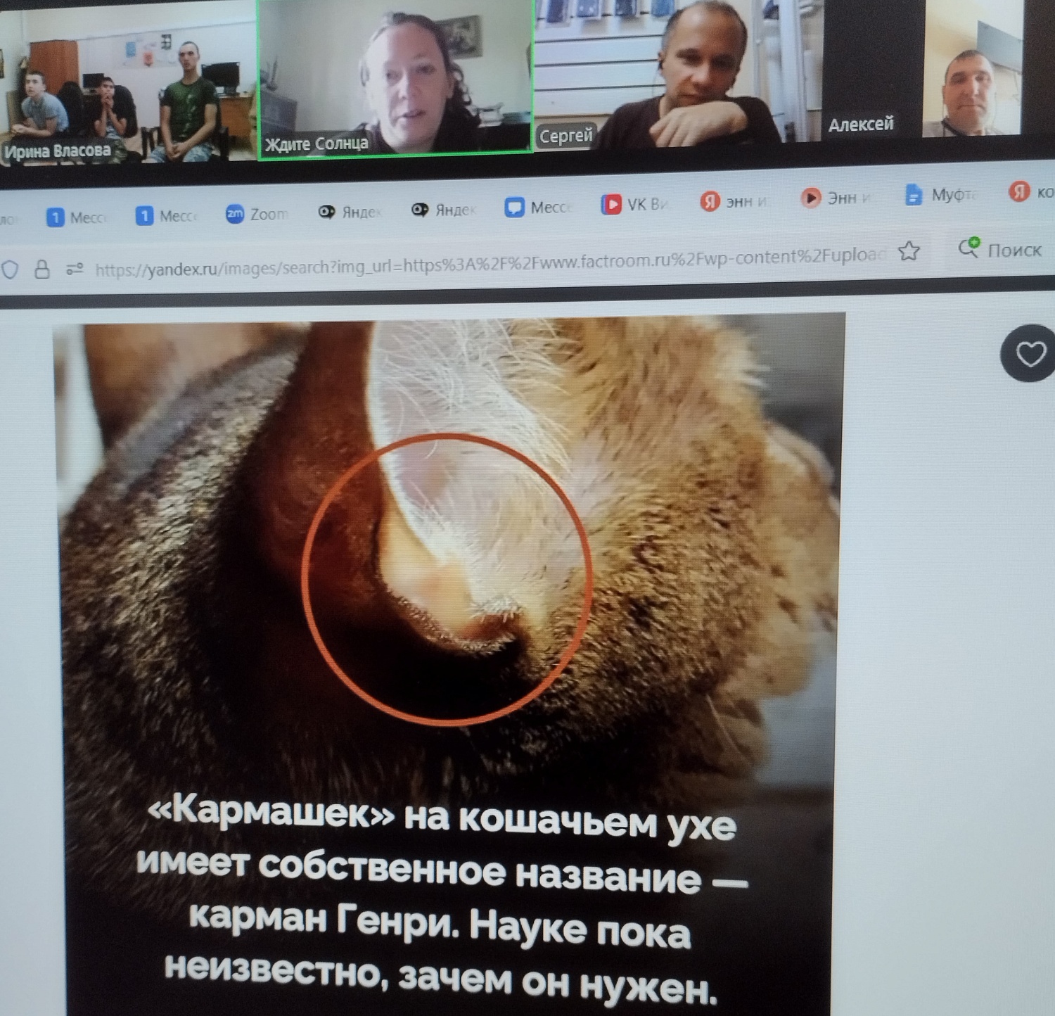 «Усатый-полосатый» и его секреты: как прошла наша онлайн-встреча